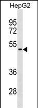 NEU1 Antibody (Center)