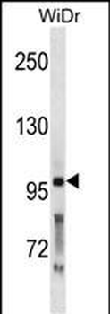 PCSK5 Antibody (N-term)