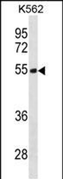 TES Antibody (N-term)