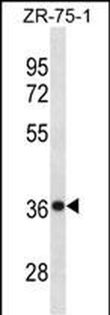 CHORDC1 Antibody (Center)