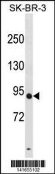 DPY19L3 Antibody(N-term)