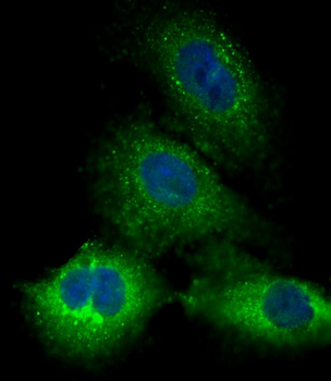 PRSSL1 Antibody(C-term)