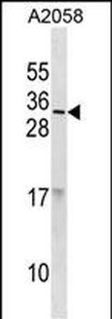 RNASE9 Antibody(C-term)