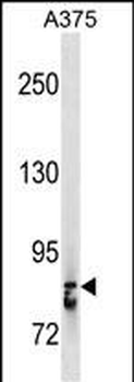 STAT3 Antibody (C-term)