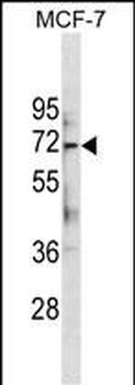 ATG13 Antibody (Center S355.)