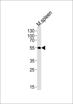 Mouse Lrmp Antibody (C-term)