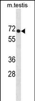 PLD3 Antibody(N-term)