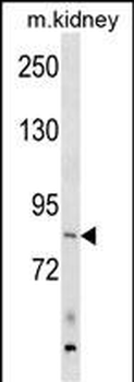 ARHGEF16 Antibody (N-term)