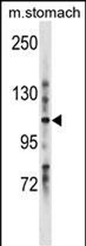 LRIG1 Antibody (C-term)