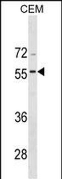 BMP8A Antibody (C-term)
