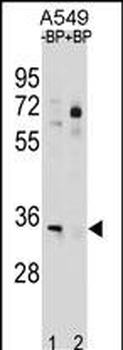 ATP1B2 Antibody(C-term)