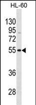 VIPR1 Antibody(C-term)
