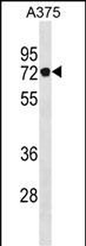 PODN Antibody(C-term)