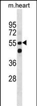 Mouse Smarcd1 Antibody(Center)