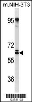 RSPRY Antibody(N-term)