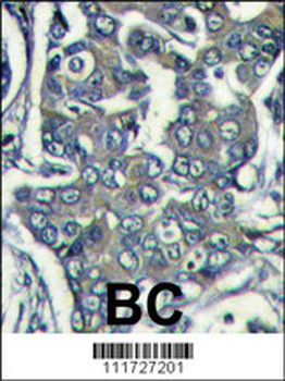 EIF4E2 Antibody (N-term)