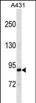 EPS8L2 Antibody(N-term)