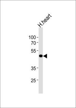 KCNAB1 Antibody(N-term)