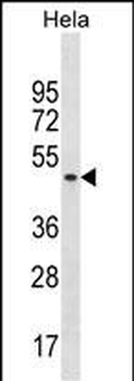 SF3B4 Antibody(Center)