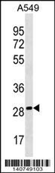 PEBP4 Antibody (Center)
