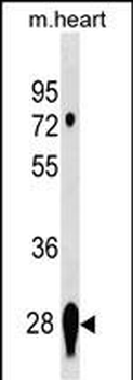 CAPNS2 Antibody (Center)
