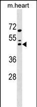 Mouse Maf Antibody (N-term)