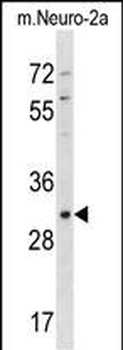 Mouse Xaf1 Antibody (Center)