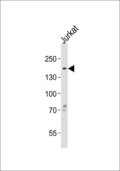 HMGXB3 Antibody (Center)