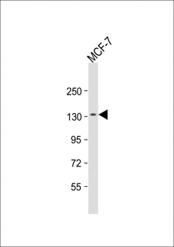 NCAM2 Antibody (Center)