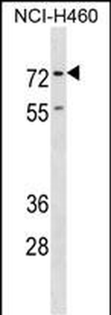 ENAH Antibody (C-term)