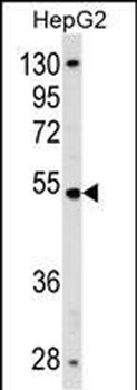 ZNF134 Antibody (N-term)