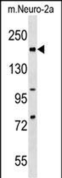 Mouse Rad50 Antibody (C-term)