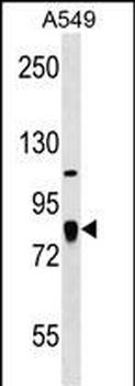FGD3 Antibody (C-term)