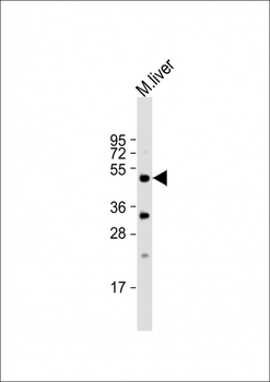 Mouse Stk38 Antibody (C-term)