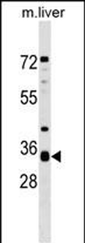 APH1A Antibody (N-term)