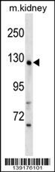 WDR64 Antibody (N-term)