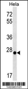 MT-CO3 Antibody (N-term)