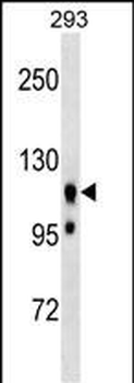 UBAP2L Antibody (Center)