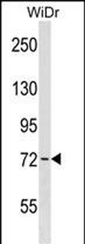 Mouse Wee1 Antibody (Center)