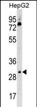 Mouse Cdk6 Antibody (C-term)