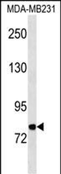 MFI2 Antibody (C-term)