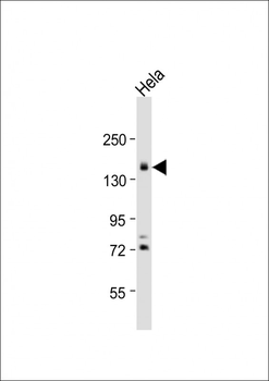 PODXL Antibody (C-term)