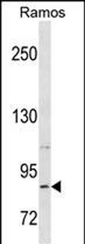 RXFP2 Antibody (C-term)