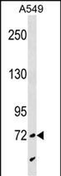 SYTL4 Antibody (N-term)