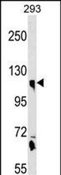 CLSTN1 Antibody (N-term)