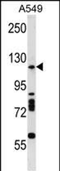Mouse Rnasen Antibody (Center)