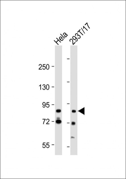 G2E3 Antibody (Center)