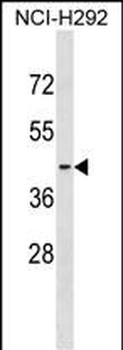 S1PR2 Antibody (C-term)