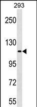 KIT Antibody (C-term Y936)