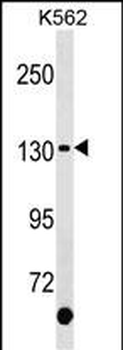 KIT Antibody (C-term Y900)